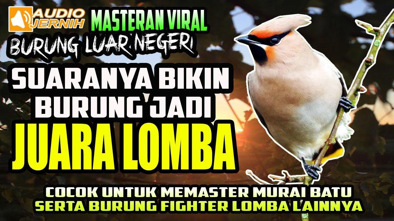 Tips Agar Burung Gacor BNI Menjadi Juara Lomba