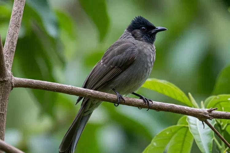 Tips Agar Burung Gacor Aman dan Sehat: Panduan Lengkap
