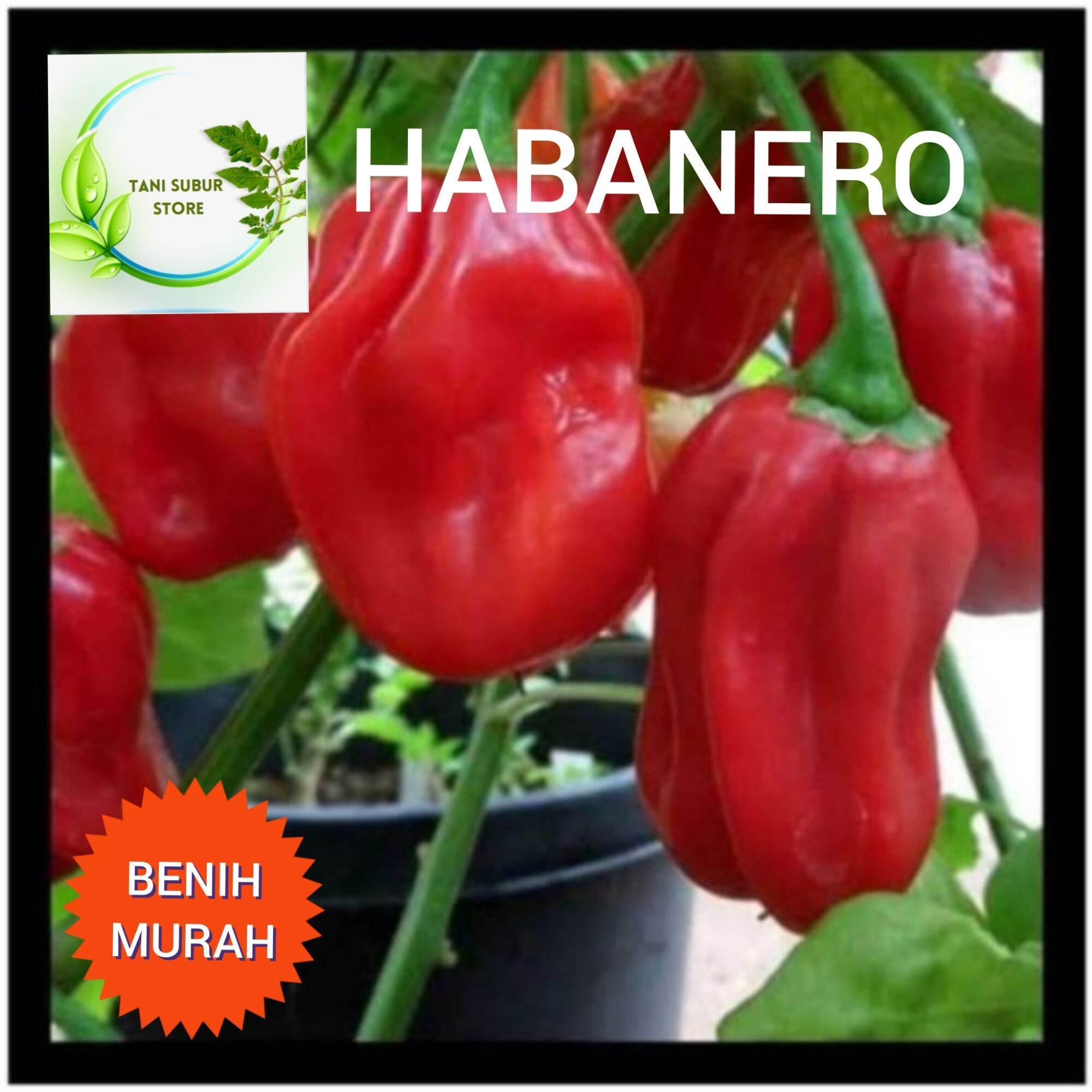 Agen Habanero Terjamin: Tempat Tepercaya untuk Mendapatkan Produk Berkualitas